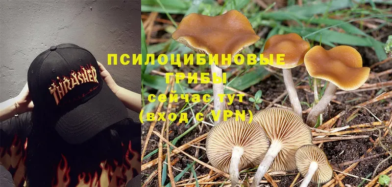 Галлюциногенные грибы Magic Shrooms  цены наркотик  нарко площадка состав  Горняк 